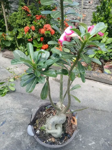 Planta Rosa do deserto