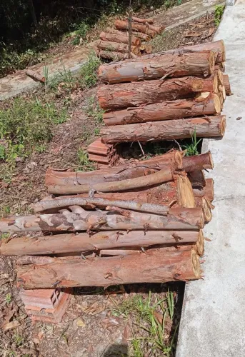 Toras de eucaliptos.
