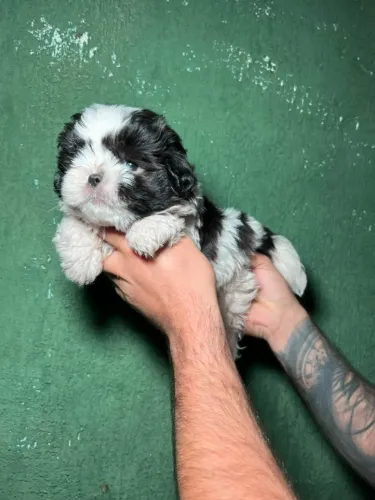 Shih Tzu tornando momentos ainda mais especiais