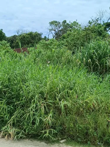 Terreno para Venda em Itanhaém, Grandesp
