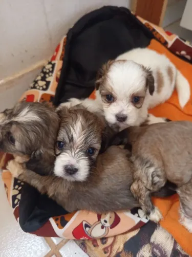 Venda de filhotes  mini Shitzu/Lhasa apso