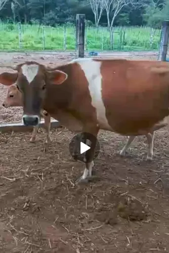 3 vacas jersey puras, todas c bezerro ao pé , 6000,00 cada
