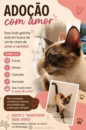 Adoção gata fêmea castrada