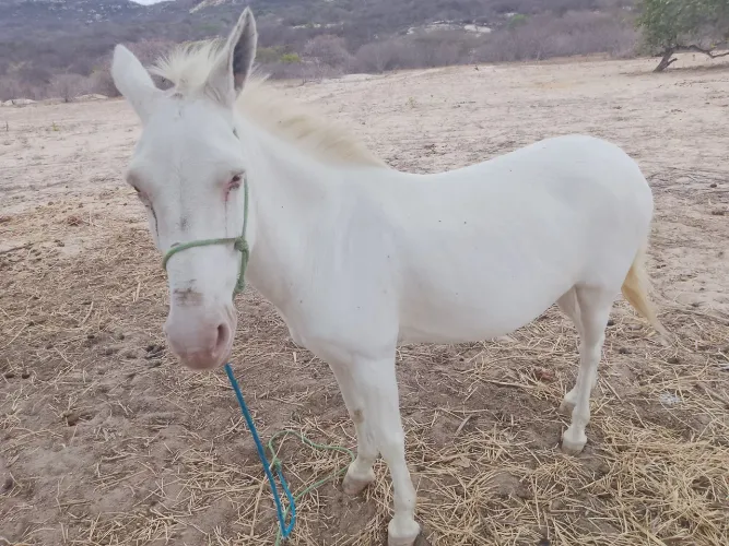 Vendo burro manso