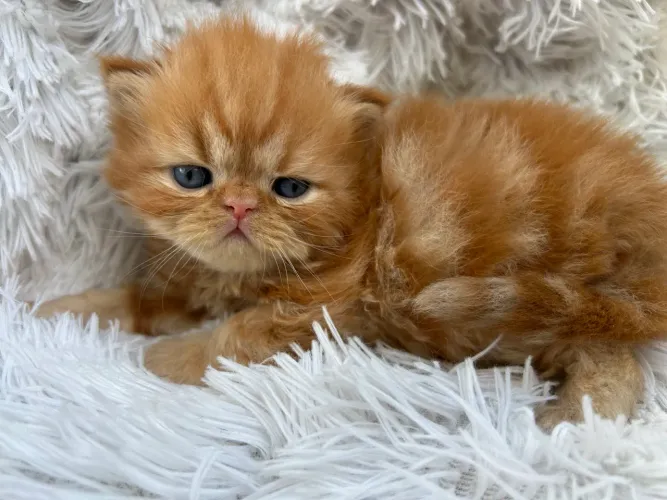 Gato persa 