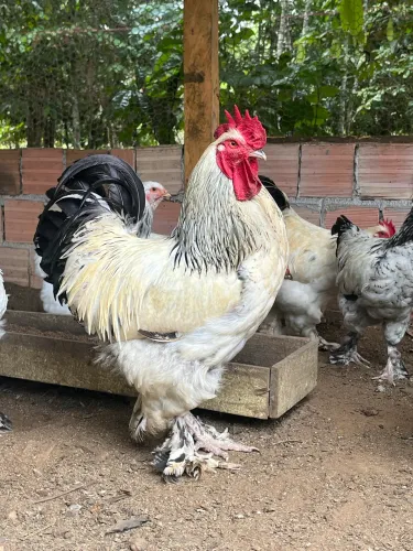 Galinha é galo Brahma