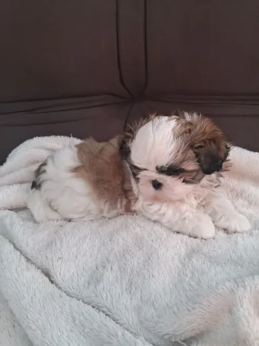 MACHO SHIHTZU