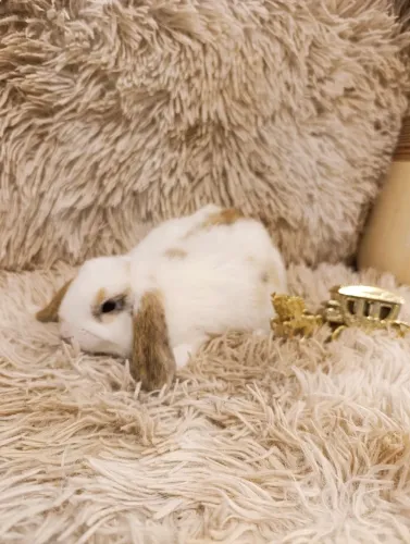 Filhotes de coelho mini lop 