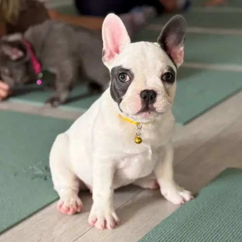 BullDog Francês- O charme em forma de ruguinhas é orelhas em pé!