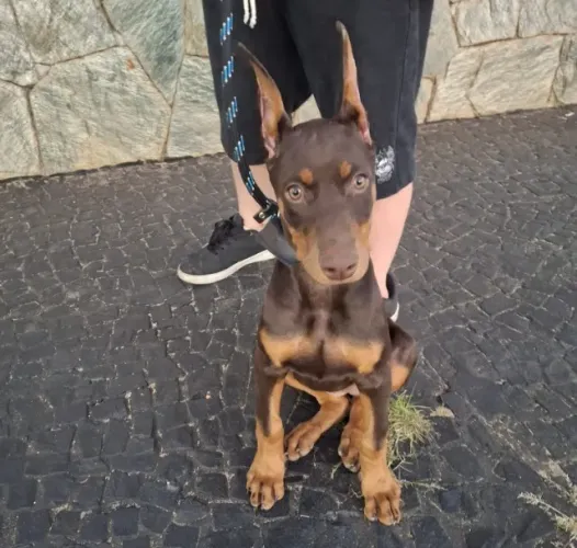 Cachorro 
