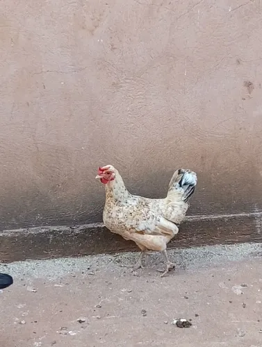 Galinha 