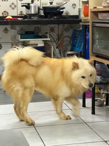 Chowchow