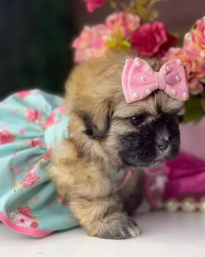 Shih tzu !!! Menina linda 