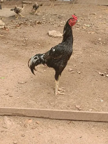 Frangos Mura