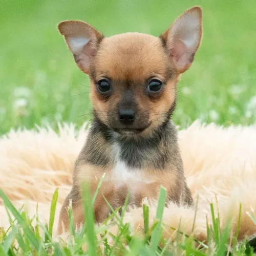 Chihuahua/ Com Garantia de saúde