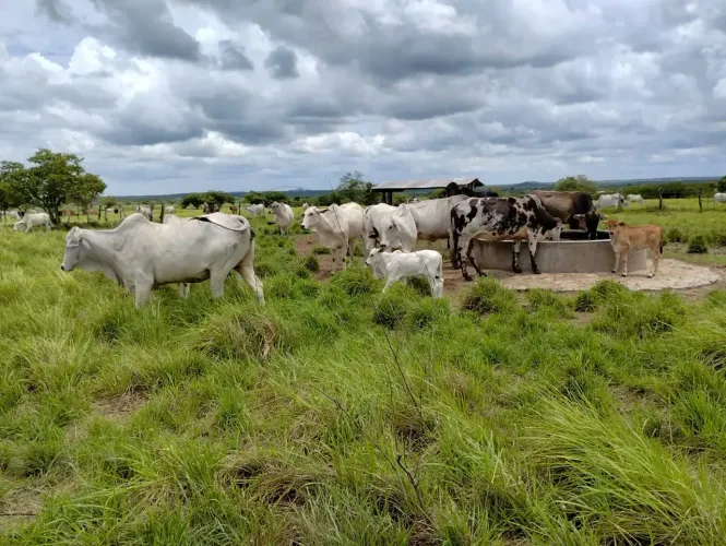 Fazenda 1.200 hectares Potengi Natal RN área para investimento