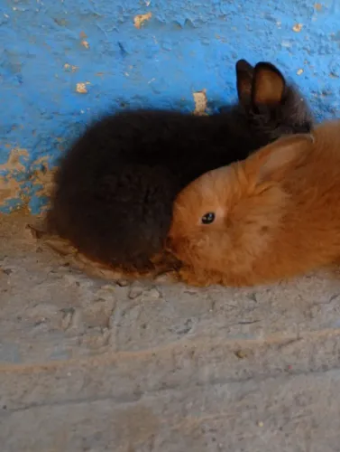 Filhote de Mini Lion