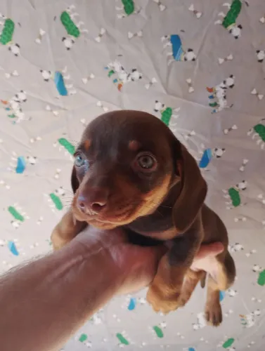 Dachshund macho chocolate