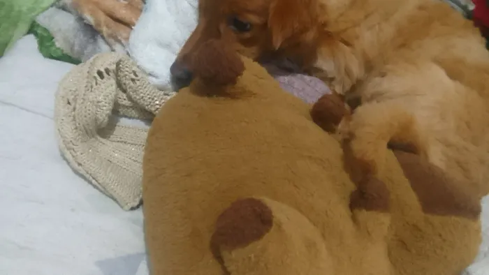 Estou doando minha cachorra, filhote grande. 