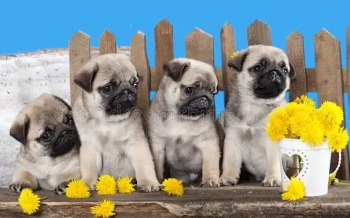 Pug pedigree e microchip