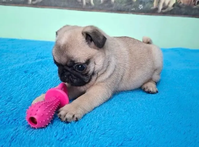 Imperdível último machinho de Pug Mini 
