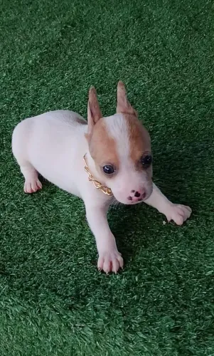 Pinscher exótico Marlim 