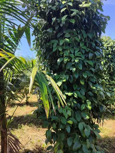 Fazenda formada para venda com 4.285 hectares em Quatro Bocas - Tomé-Açu - PA