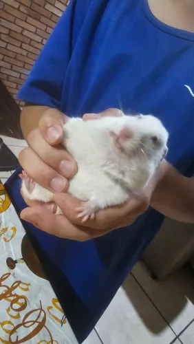 Hamster 