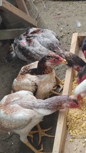 Frango e frangas da raça Mura com 4 meses casal 300 individual 200