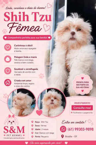 Shih Tzu