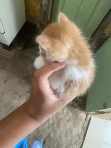 gatinho macho 