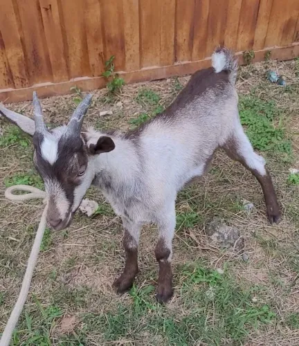 Cabrito