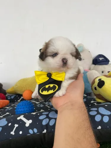 Shihtzu 