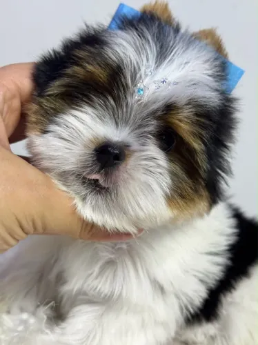 Yorkshire Biewer terrier