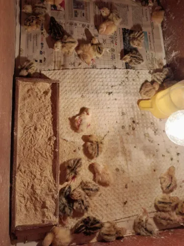 Filhote codorna Gigante