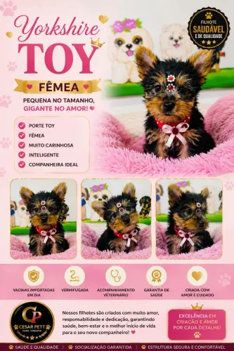 Yorkshire Terrier fêmea 