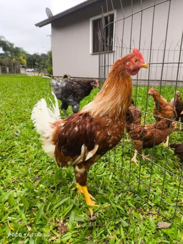 Frango Isa Brown