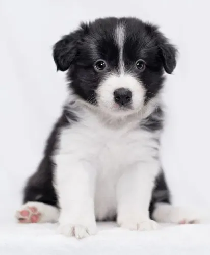 Cachorro filhote Border Collie super docil e pelagem densa