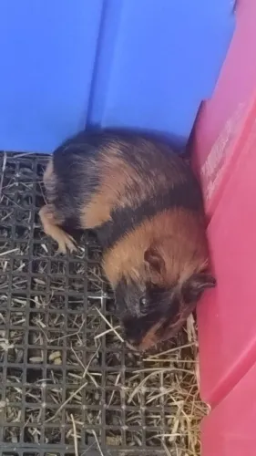 Porquinho da índia