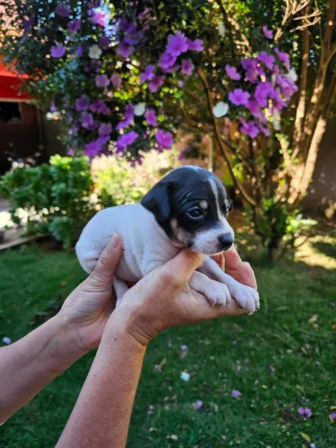 Filhotes de Pinscher n°2