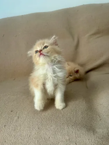 Gato persa