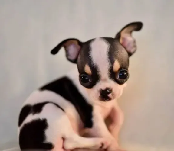 Chihuahua charmoso