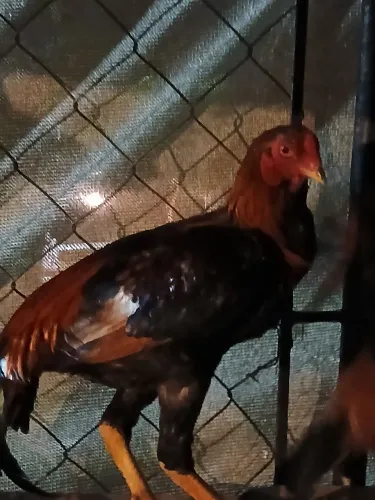 Galinhas, galos e frangos