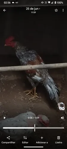 Galo de raça bode