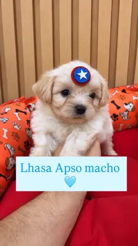 Lhasa Apso macho