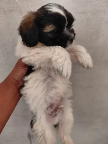 Shih Tzu Puro 