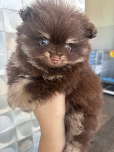 Filhotes de Spitz alemão Lulu da Pomerânia