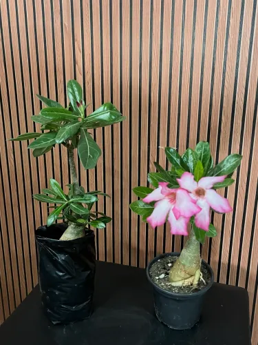 Enxerto de Rosa do Deserto.