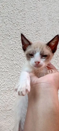 Gatinho para doação