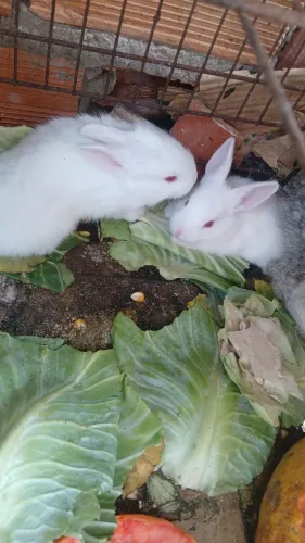 Vende-se filhotes de coelhos